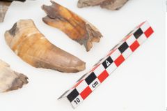 Foto von Tierknochenkonvolut (NHMW-PRAE-003518)
